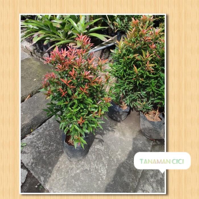 tanaman outdoor pucuk merah kecil on polibag