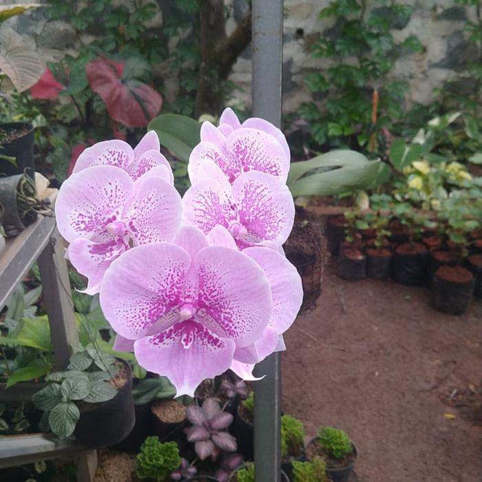 pohon anggrek bulan berbunga 4 pohon