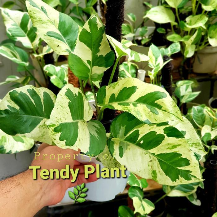 Pothos Pearl & Jade JUMBO Leaf ,Daun Besar +Turus , LANGKA Putih Tanaman Cafe Sirih