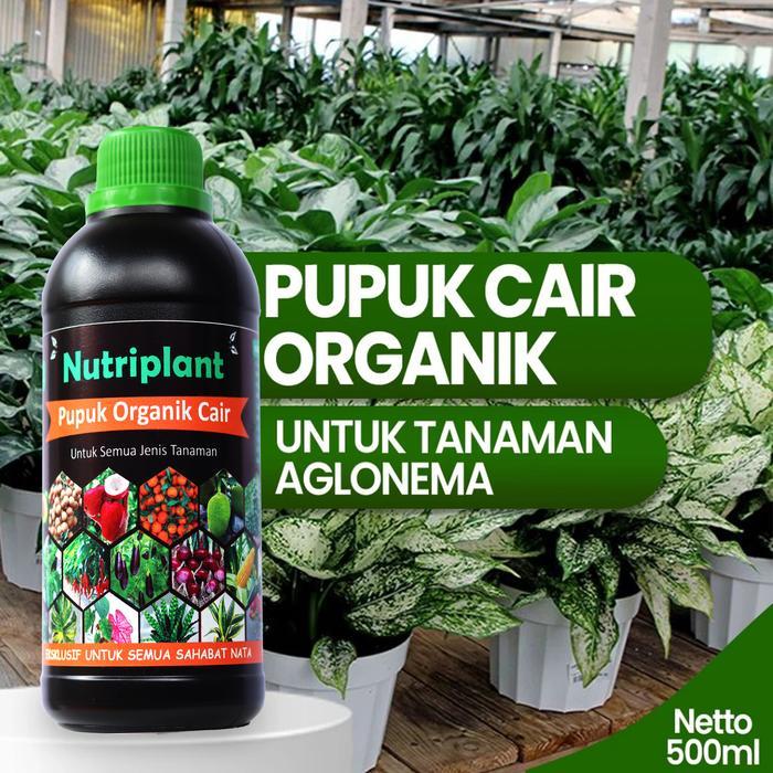 Stok Baru Pupuk Aglonema Pupuk Organik Cair Aglonema Nutrisi Tanaman