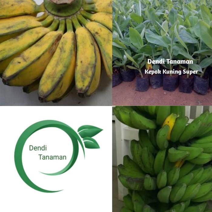Terlaris Bibit Pohon Pisang Kepok Super / Buah Pisang Kepok TAMBULAPOT