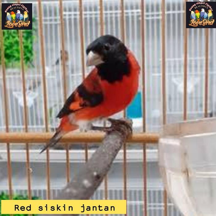 Burung Red Siskin Jantan Gacor