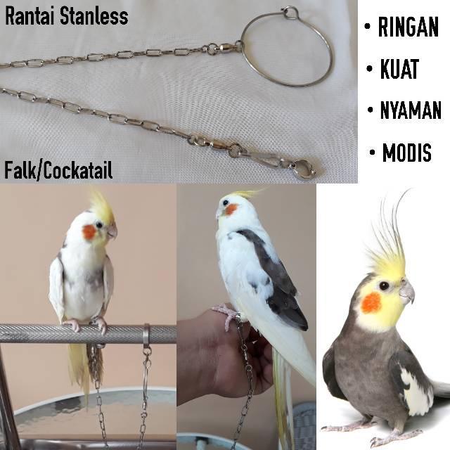 Ready Rantai Falk Cockatiel Bahan Stainless Berkualitas