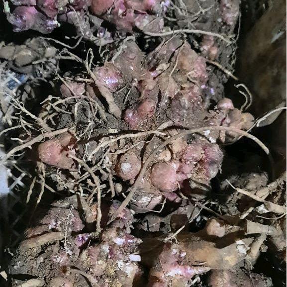 Premium Benih Umbi Rimpang Yakon Siap Semai -Tanaman Langka Kaya Akan Manfaat Bagi Kesehatan