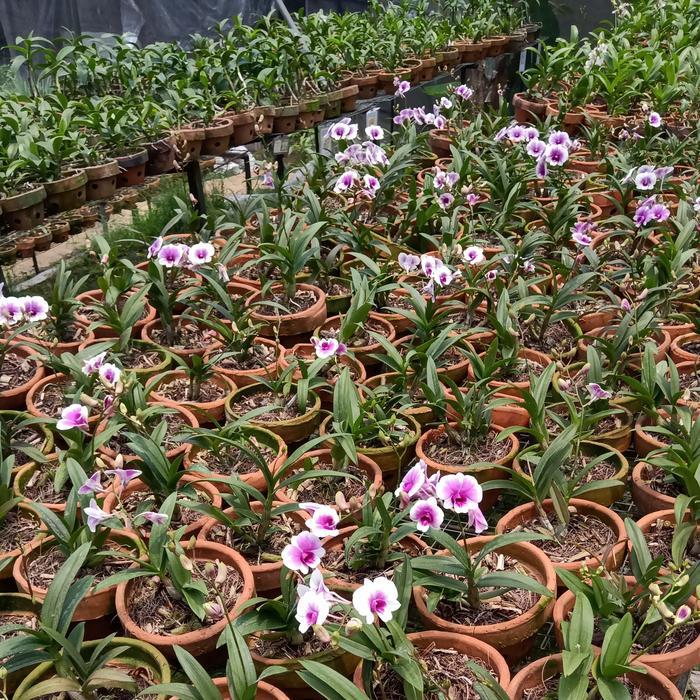 dendrobium yaya compactum spike/knop