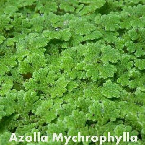 Zico Stored Paket Azolla 400Gr + Wolffia 200Gr