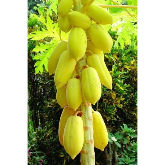 isi paket 5 benih biji Pepaya Mas-pepaya golden