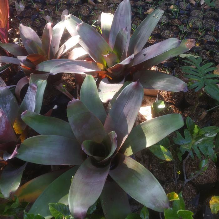 tanaman hias Bromelia giant // bromelia besar