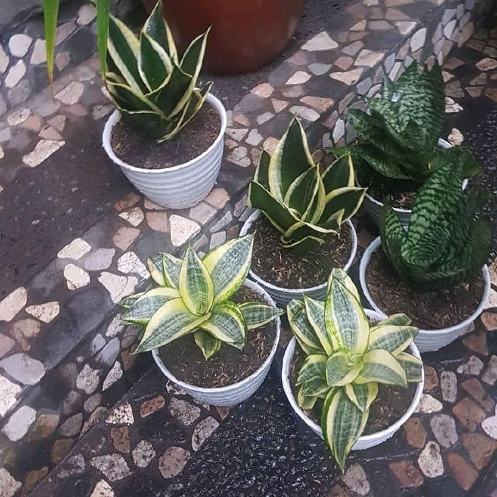 Paket 3 tanaman hias sansivera mini - lidah mertua mini