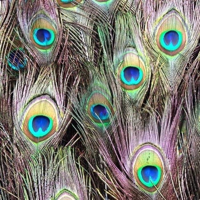 Triple W Dummy Fake Peacock Feather Bulu Burung Merak Dekorasi Foto Hiasan