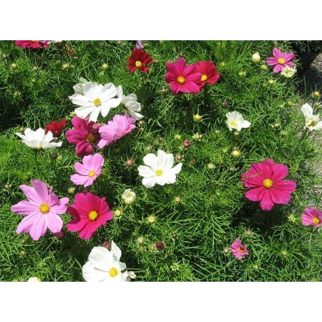 "New" Benih / Biji Tanaman Hias Bunga Cosmos Dwarf Mix Warna Warni 20 Biji