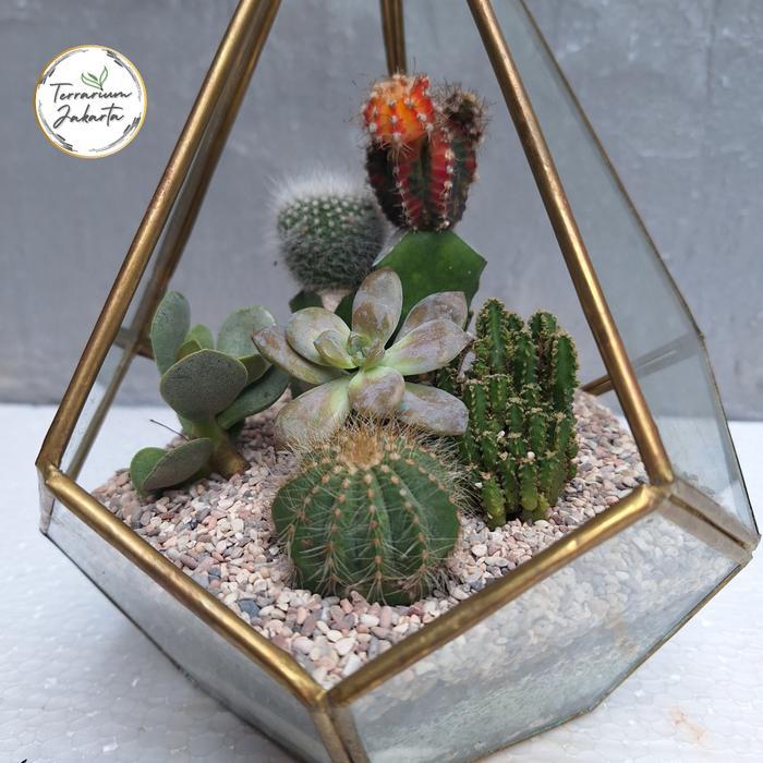 Piramidies - Terrarium Kaktus - Terarium - (DIY) KIT Terrarium