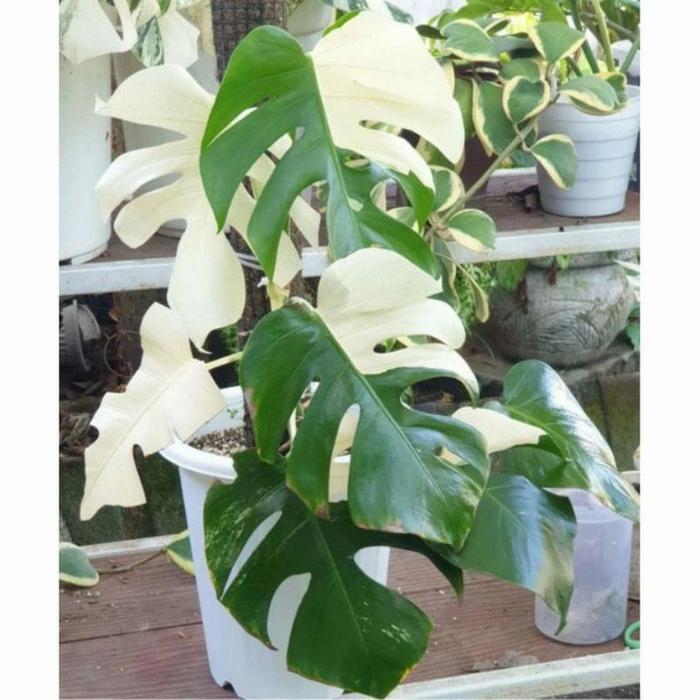 Monstera variegata albino ASLI!!! BIBIT) BATANG BONGGOL