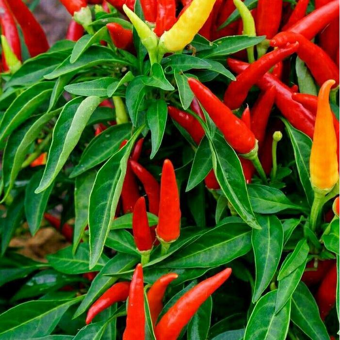 "New" BIJI BENIH TANAMAN CABE RAWIT RED CLUSTER CABE TUMPUK