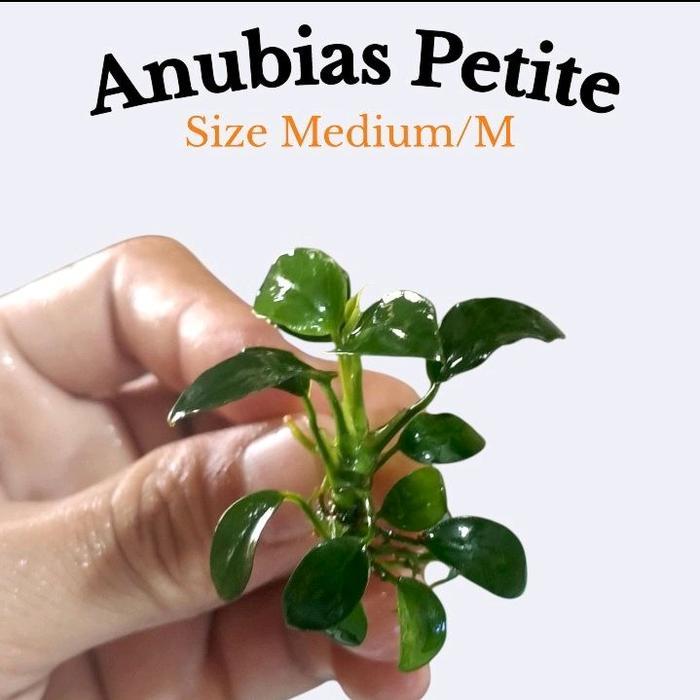 Tanaman Aquascape Anubias Petite