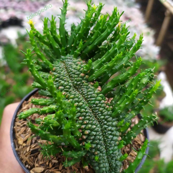 ORIGINAL euphorbia caput Medusa kristata kaktus dan sukulen READY STOCK