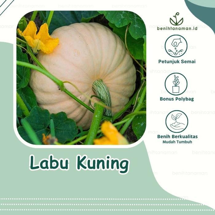 2 Biji - Benih Labu Kuning / Waluh Super