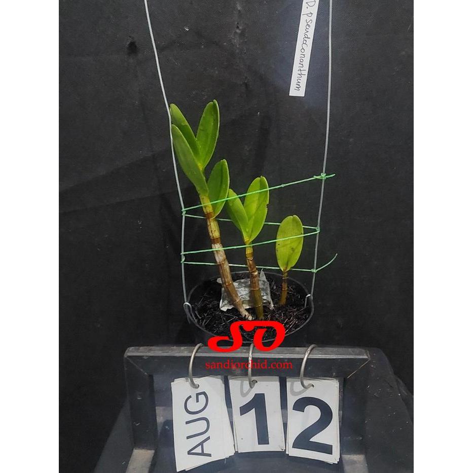 [ DEWASA ] Anggrek Besi Sulawesi Dendrobium pseudoconanthum Jungle Plant Unik & Langka