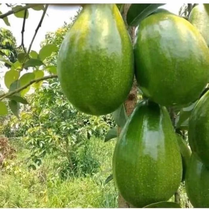 Bibit Alpukat Miki,Aligator,Kelud,Markus,Markus,Redvi