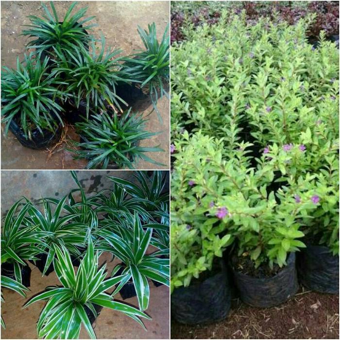 Paket Hemat Tanaman Hias Tanaman hias Tanaman kecil