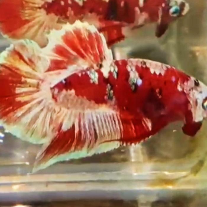 ikan Cupang plakat barongsai