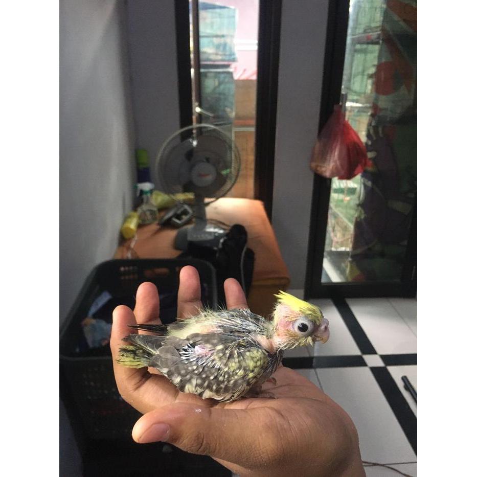 Lolohan Anakan Parkit Australia Falk Biasa Dan Lutino Tbk