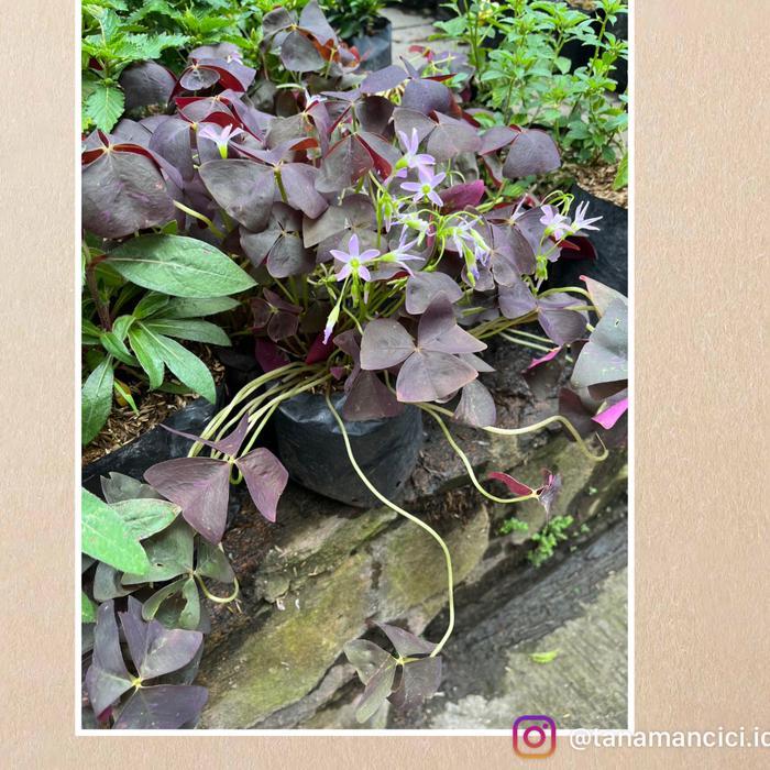 Tanaman Oxalis triangularis Oxalis kupu kupu purple