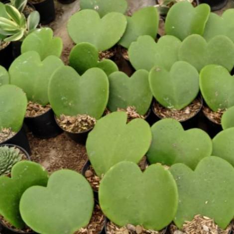 Sukulen Hoya Kerri Love Hijau Cantik Murah Kaktus Mini Tanaman Hias