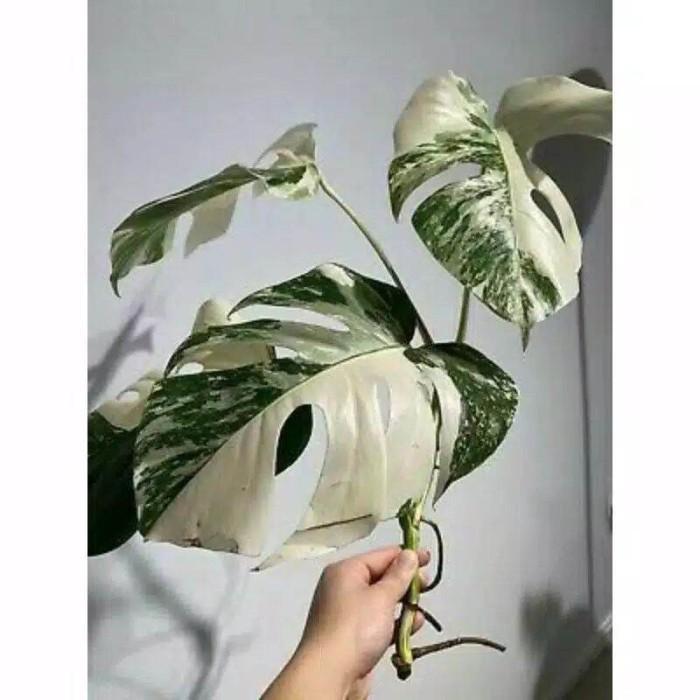 stek bonggol monstera varigata albo