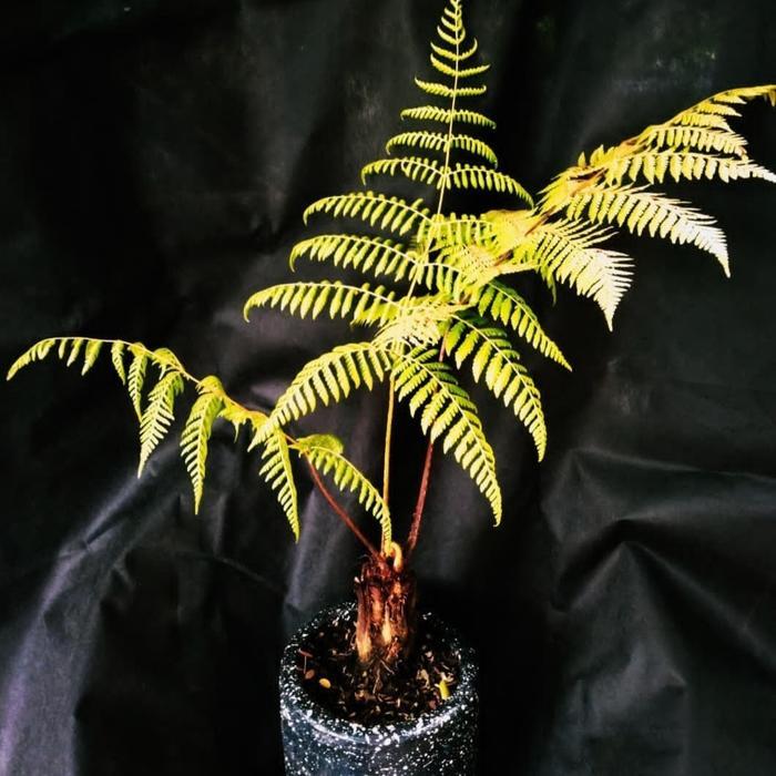 tanaman hias pakis monyet pohon pakis monyet tanaman pakis hutan