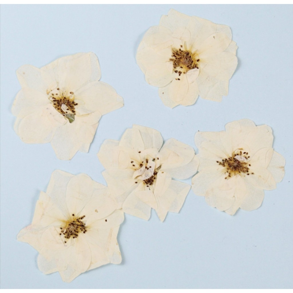 120pcs Pressed Dried White Rose Flower Plants Herbarium For Epoxy Resin Jewelry Making Bookmark Case