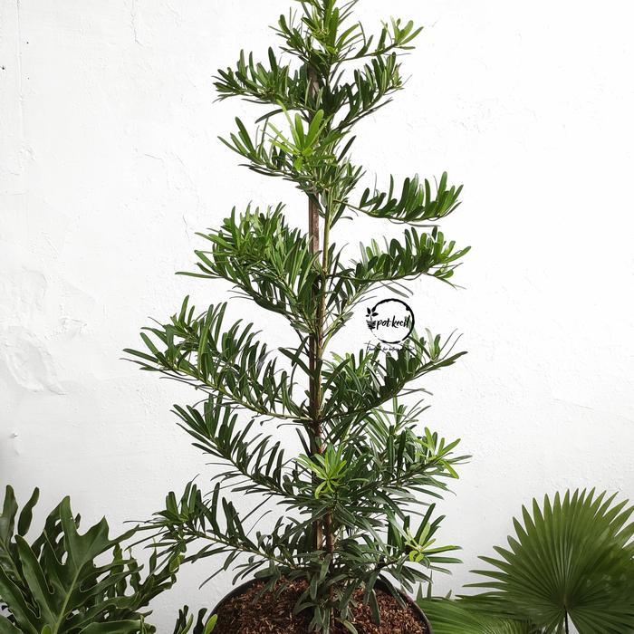 Sale Pohon Lohansung / Lohansung