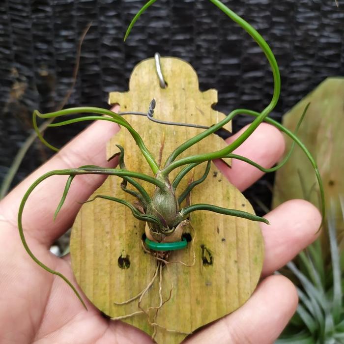 TERMURAH Tillandsia Bulbosa READY STOCK