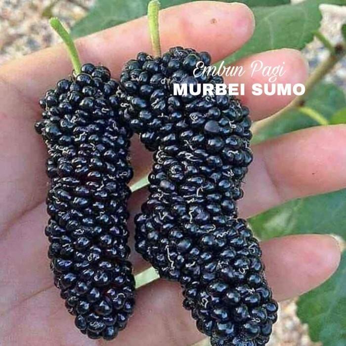 Terlaris Terlaris Bibit Buah Murbei Sumo TAMBULAPOT