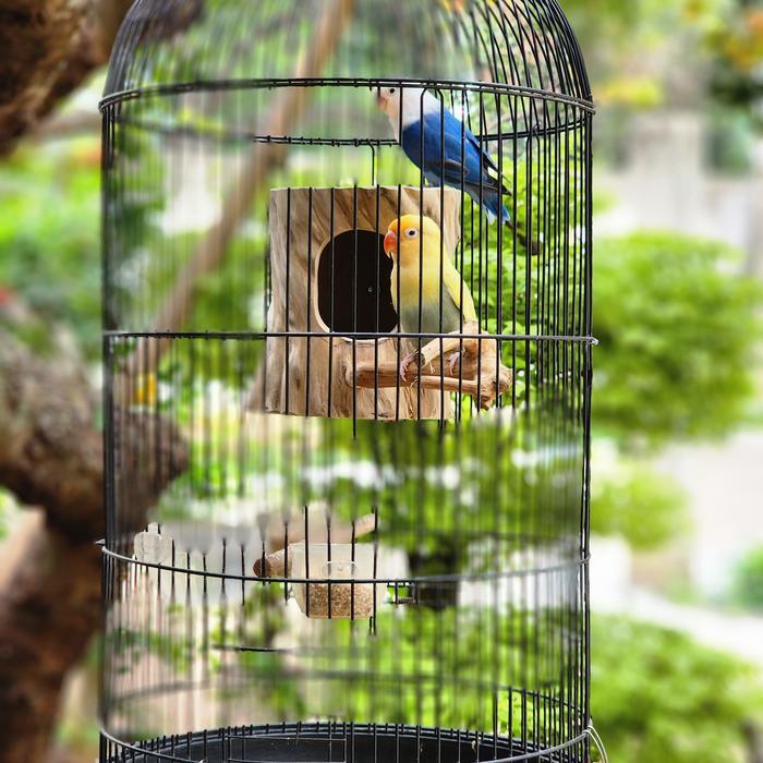 Glodok finch parkit glodok burung kecil Gratis Ongkir