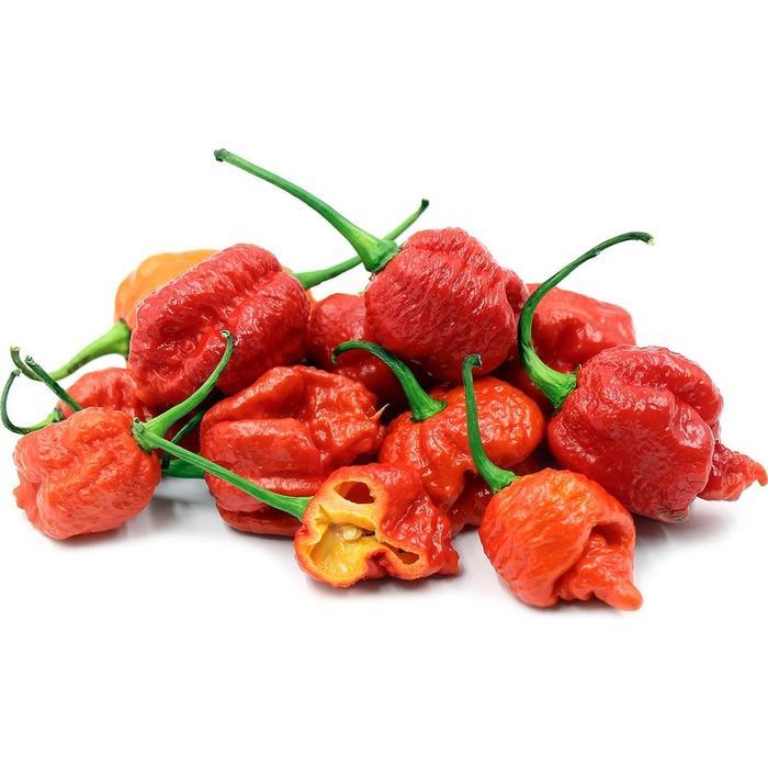 Bibit Biji Cabe Carolina (Carolina Reaper Chile Peppers)