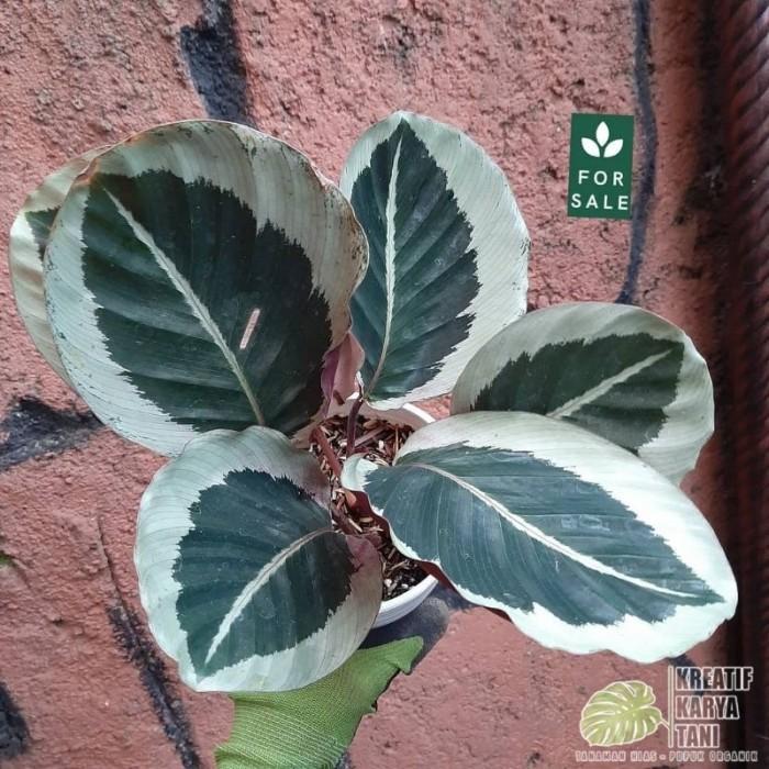 Najwa Gadget Tanaman Hias Calathea Cynthia Silver - Kalatea Sintia Silver