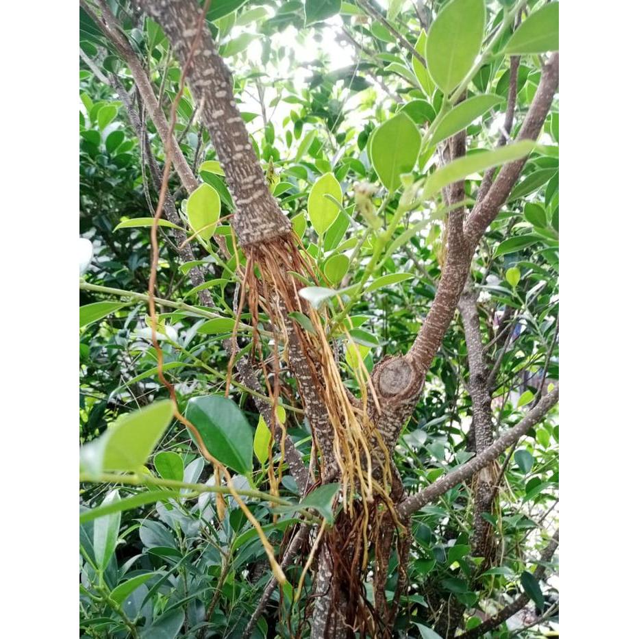 Bahan Bonsai Beringin Kimeng Cangkok Besar