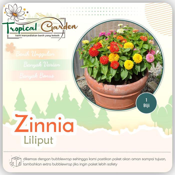 Benih Biji Bunga Zinnia Liliput