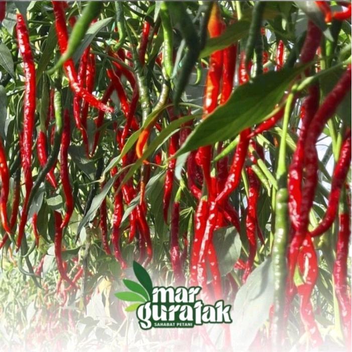 Bibit Cabai Lokal Marguratak(Bibit Cabe Batu Garut)
