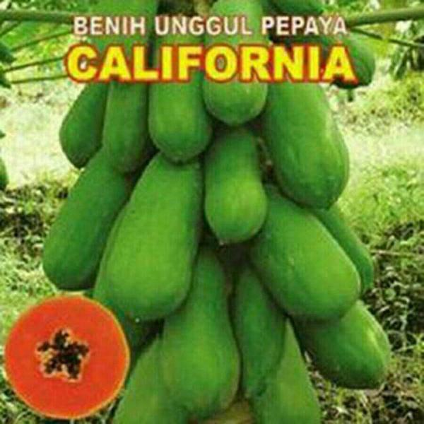 Benih Buah Pepaya California Papaya Bangkok