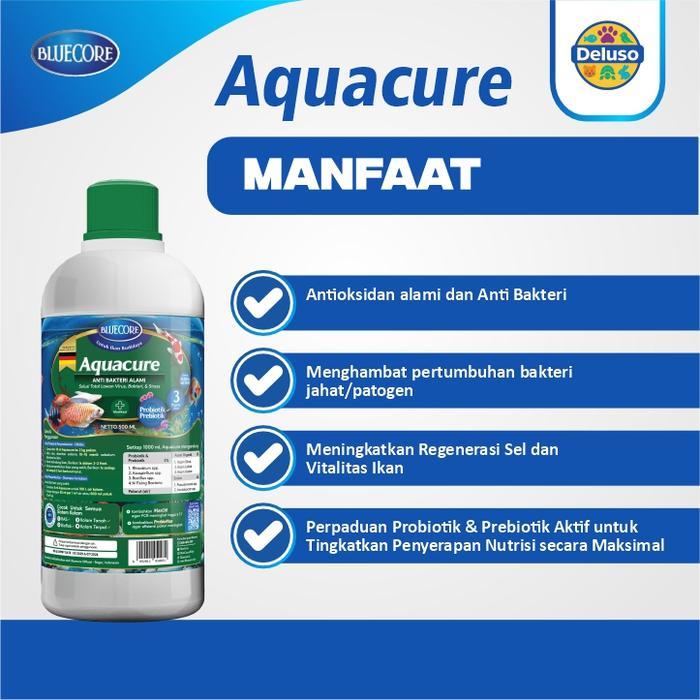 BLUECORE AQUACURE ANTIBIOTIK ALAMI IKAN ANTI JAMUR ANTI BAKTERI VIRUS GURAME LELE NILA PATIN KOI