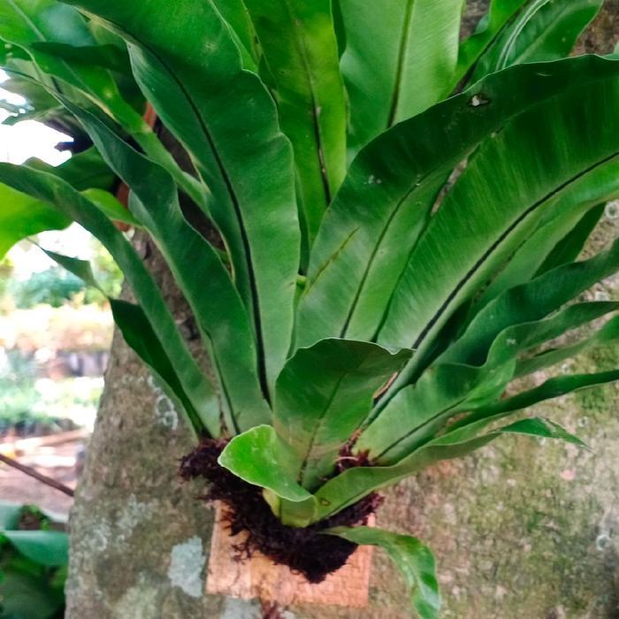 tanaman kadaka sarang burung - tanaman dinding - taman vertikal - pohon hias tempel - bunga hidup