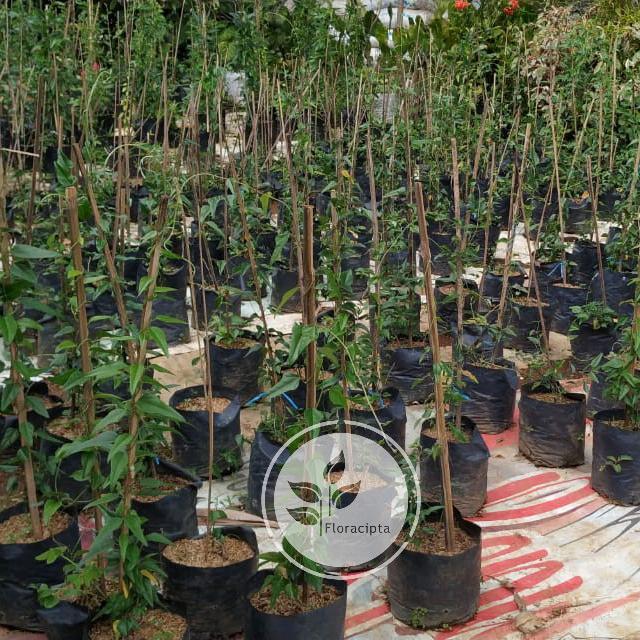 "New" Bibit tanaman cincau jelly / Pohon cincau hijau rambat / Daun cincau