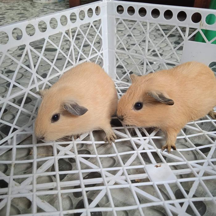 Guinea Pig American California Marmut Hias California Tbk