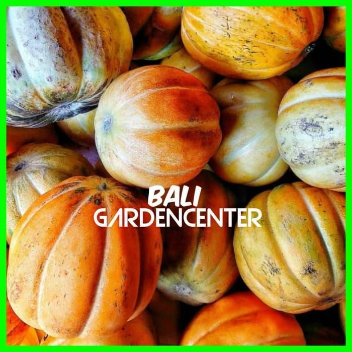 BENIH BIJI BLEWAH - BLEWAH UNGGUL