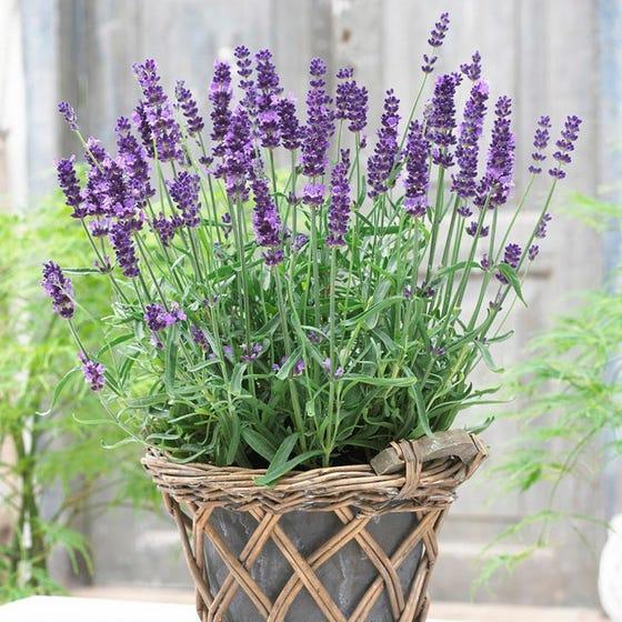 Tanaman Bunga English Lavender / Lavender Inggris ASLI