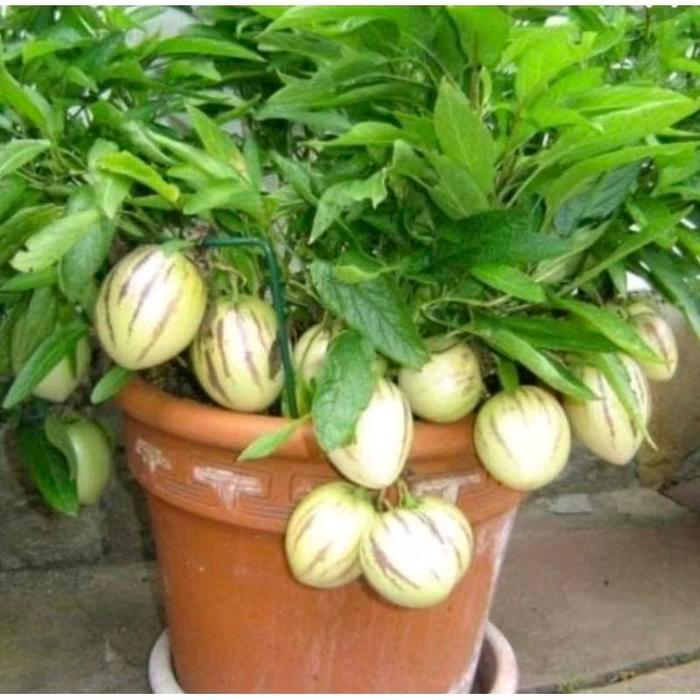 "New" Benih Melon Pepino / Melon Mini ( 20 Butir )