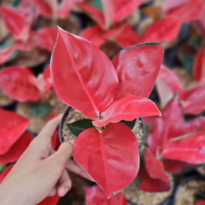 Tanaman hias pohon aglonema suksom/aglonema suksom/bunga aglonema suksom