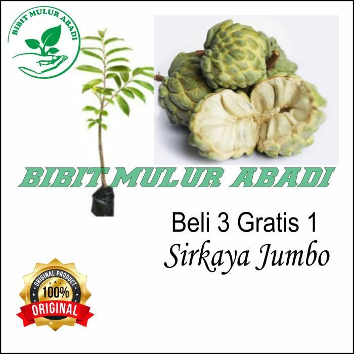 Terlaris Bibit Buah Srikaya Serikaya Cangkok Jumbo TAMBULAPOT
